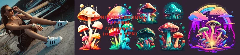 Галлюциногенные грибы Psilocybe  Андреаполь 